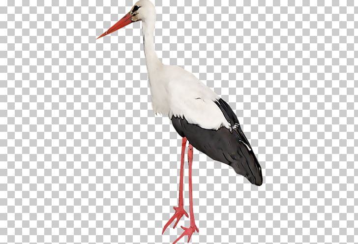 White Stork Bird Wader Beak PNG, Clipart, Beak, Bird, Blue, Ciconiiformes, Crane Free PNG Download
