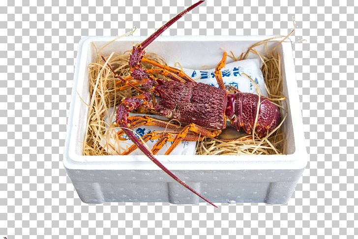 Australia Lobster Take-out Seafood Palinurus Elephas PNG, Clipart, Animals, Animal Source Foods, Aquatic, Aquatic Products, Australia Free PNG Download