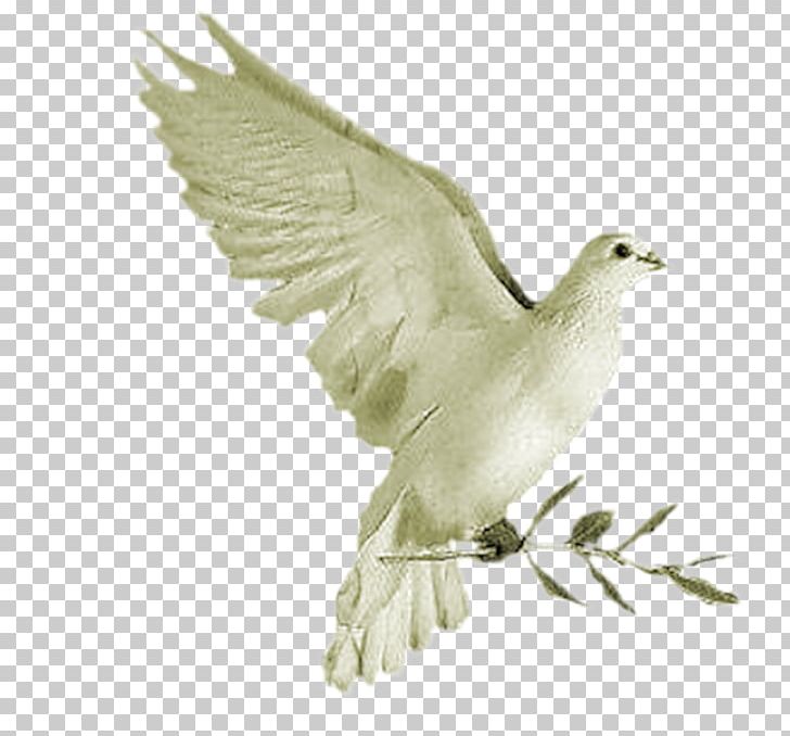 Colomba Di Pasqua Columbidae Columba PNG, Clipart, Animal, Animals, Background White, Beak, Bird Free PNG Download