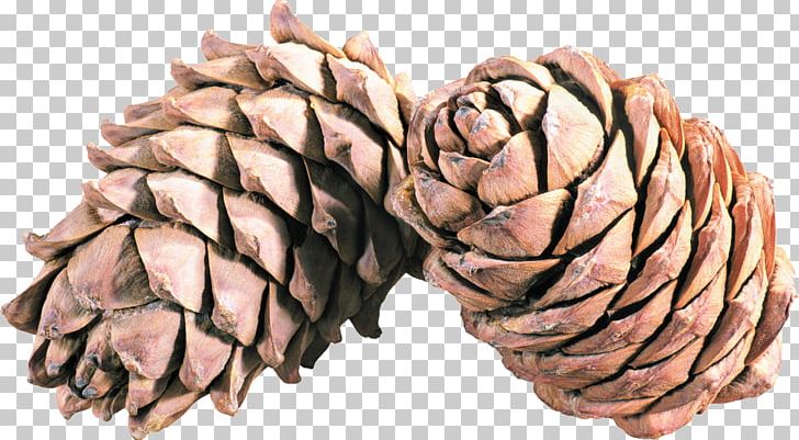 Conifer Cone Auglis PNG, Clipart, Auglis, Computer Icons, Conifer Cone, Digital Image, Fruit Free PNG Download