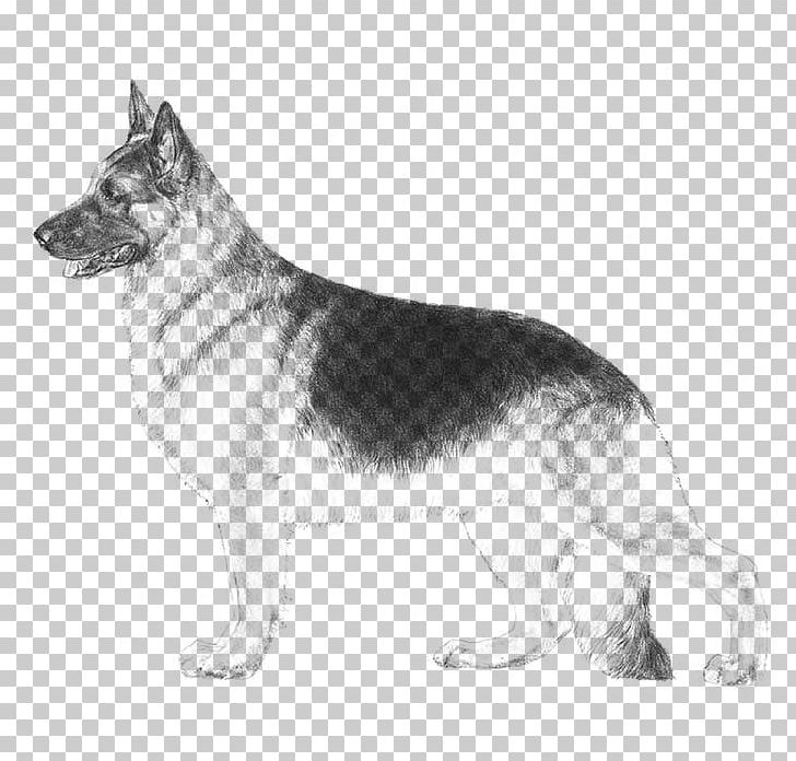 German Shepherd Miniature American Shepherd Australian Shepherd Puppy White Shepherd PNG, Clipart, American Kennel Club, Animals, Carnivoran, Dog Breed, Dog Breed Group Free PNG Download