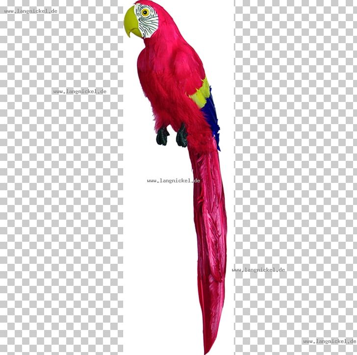 Macaw Loriini Parakeet Feather Beak PNG, Clipart, Animals, Beak, Bird, Common Pet Parakeet, Fauna Free PNG Download