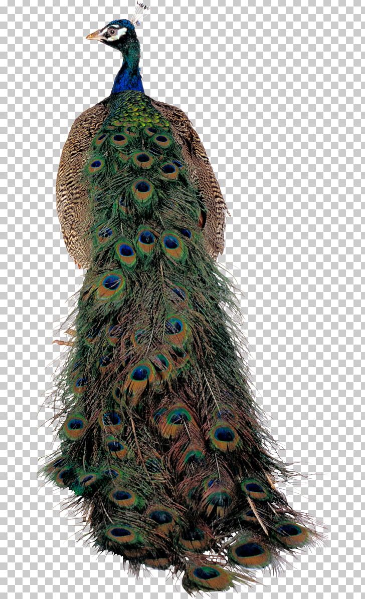 Pavo Bird Asiatic Peafowl Feather PNG, Clipart, Animal, Animals, Art, Asiatic Peafowl, Beak Free PNG Download