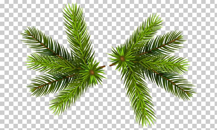 Pine PNG, Clipart, Apng, Branch, Cedar, Christmas Ornament, Conifer Free PNG Download
