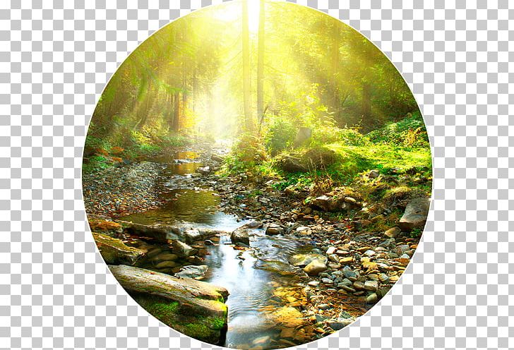 Waterfall Forest Natural Landscape Mural PNG, Clipart, Forest, Landscape, Mountain River, Mural, Natural Environment Free PNG Download