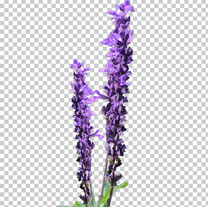 Lavender Flower Free Content PNG, Clipart, Color, Common Sage, Drawing, English Lavender, Flower Free PNG Download