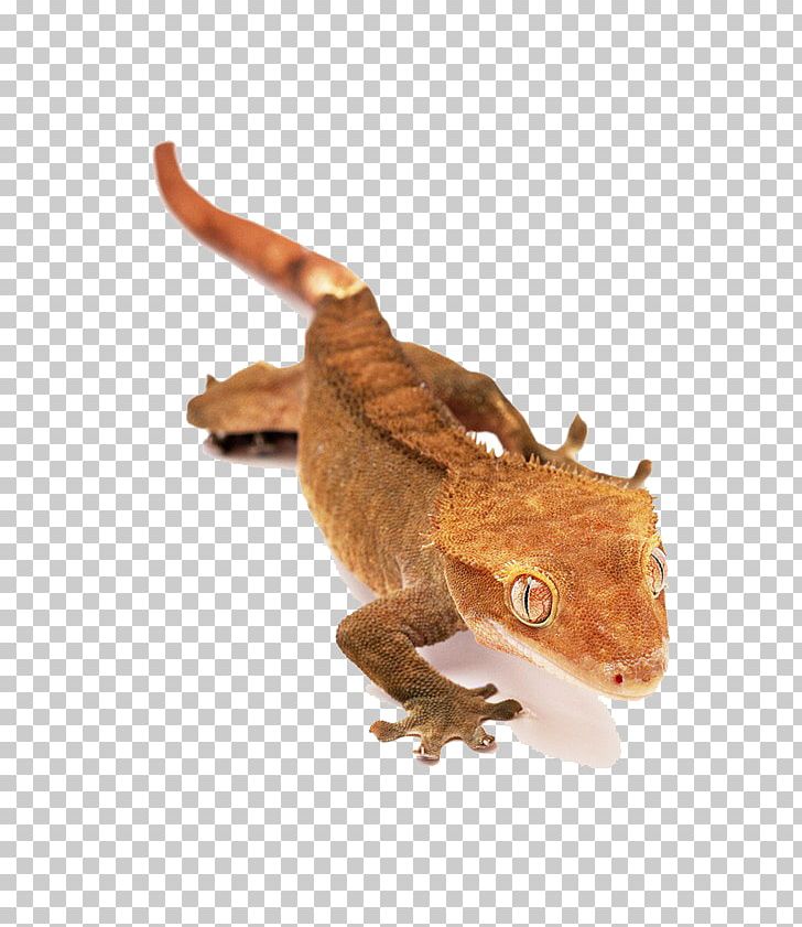 Lizard Reptile Crested Gecko Snake PNG, Clipart, 3d Animation, Animal, Animation, Anime Character, Anime Eyes Free PNG Download
