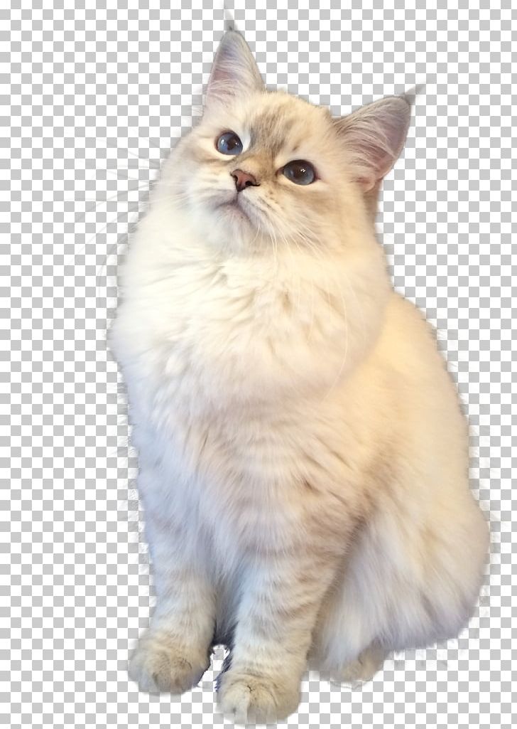 Persian Cat Asian Semi-longhair Ragamuffin Cat Ragdoll Birman PNG, Clipart, Asian Semilonghair, British Semilonghair, British Semi Longhair, Carnivoran, Cat Free PNG Download