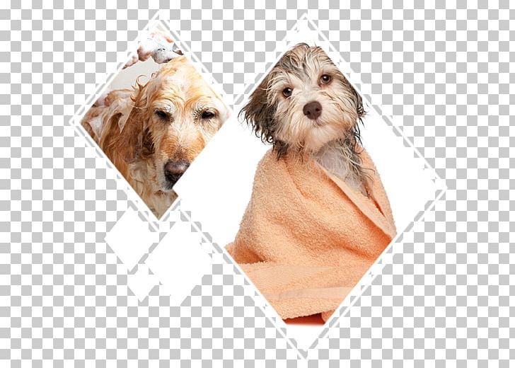 Puppy Havanese Dog Dog Grooming Cat Chihuahua PNG, Clipart, Animal Rescue Group, Animals, Bathing, Carnivoran, Cat Free PNG Download