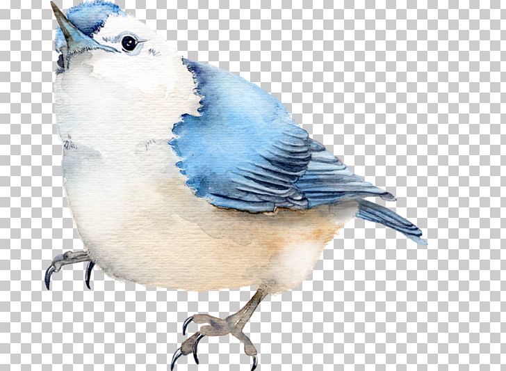 Blue Jay Bird PNG, Clipart, American Sparrows, Animal, Animals, Beak, Bird Free PNG Download