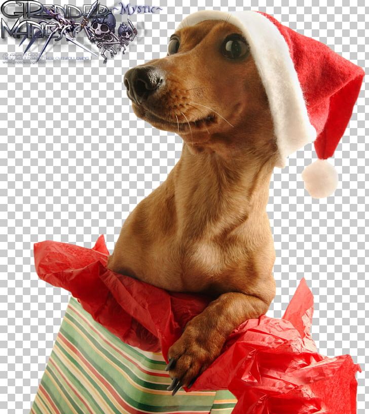 Christmas Day Gift Dog Wish Holiday PNG, Clipart, Carnivoran, Christmas Card, Christmas Lights, Companion Dog, Dog Breed Free PNG Download