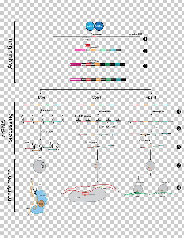 CRISPR Cas9 Genome Editing DNA RNA PNG, Clipart, Angle, Area, Bacteria, Cas9, Crispr Free PNG Download
