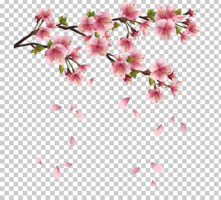 Cherry Blossom Japan PNG, Clipart, Azalea, Blossom, Branch, Cherry, Cherry Blossom Free PNG Download