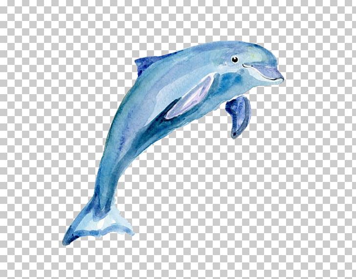 Common Bottlenose Dolphin Short-beaked Common Dolphin Rough-toothed Dolphin Tucuxi Wholphin PNG, Clipart, Animals, Fauna, Mammal, Marine Mammal, Ocean Free PNG Download