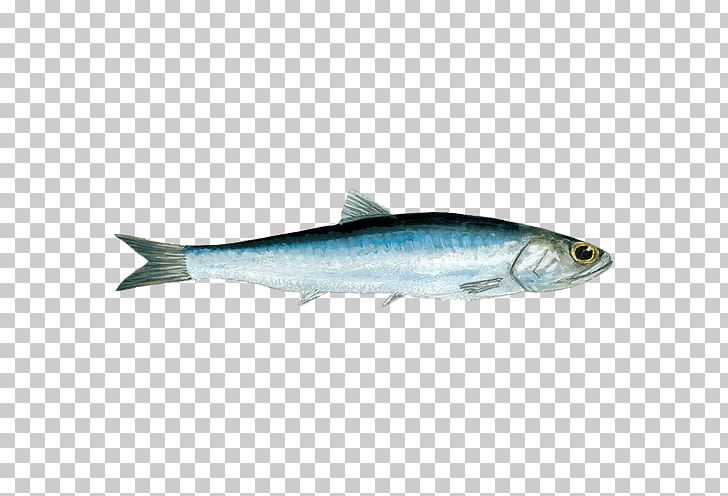 Anchovy Pacific Saury Oily Fish Seafood Herring PNG, Clipart, Anchovy, Animals, Barramundi, Bonito, Bony Fish Free PNG Download