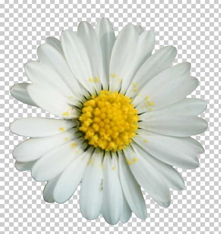 Common Daisy Sticker Adhesive Tape Advertising Flower PNG, Clipart, Adhesive Tape, Advertising, Aster, Chamaemelum Nobile, Chrysanths Free PNG Download