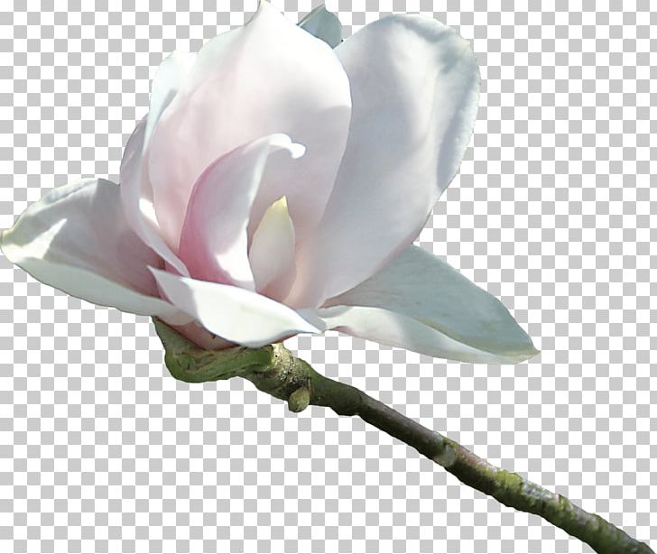 Magnolia Flower Tree PNG, Clipart, Blossom, Bombax Ceiba, Branch, Bud, Download Free PNG Download