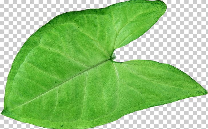 Plant Pathology Leaf Herb PNG, Clipart, Food Drinks, Green Leaves, Herb, Herb Green, Leaf Free PNG Download