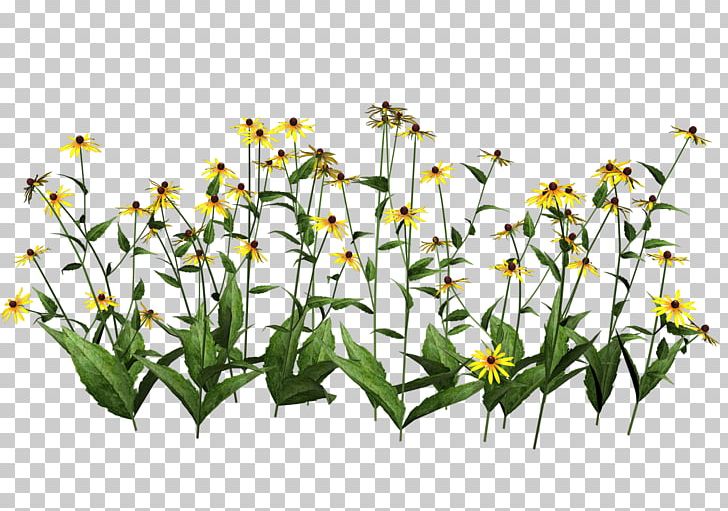 Plant Wildflower PNG, Clipart, Clip Art, Computer Graphics, Cut Flowers, Flora, Flower Free PNG Download