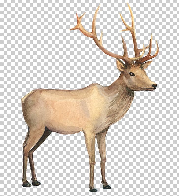 Reindeer Watercolor Painting Drawing PNG, Clipart, Antler, Cartoon, Deer, Drawing, Elk Free PNG Download