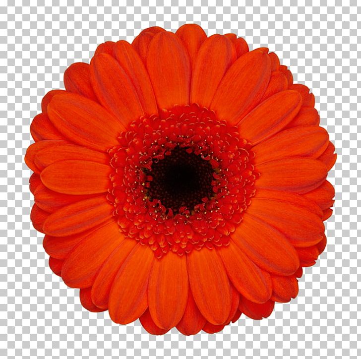 Transvaal Daisy Van Der Wilt Gerbera's Cut Flowers Loyalty Program PNG, Clipart, Chrysanthemum, Color, Cut Flowers, Daisy Family, Floristry Free PNG Download