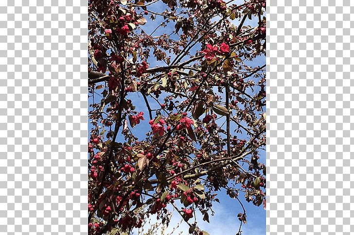 Twig Shade Tree Japanese Snowbell Nursery PNG, Clipart, Apples, Blossom, Branch, Cherry, Cherry Blossom Free PNG Download