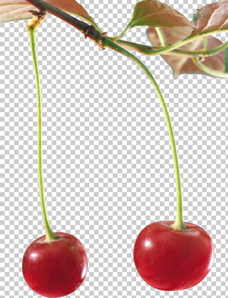 Cerasus Cherry Drawing PNG, Clipart, Cerasus, Cherry, Drawing, Flower, Food Free PNG Download