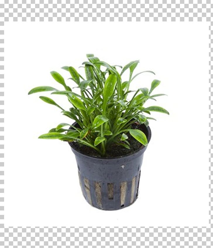 Cryptocoryne Wendtii Cryptocoryne Beckettii Aquarium Cryptocoryne Parva Aquatic Plants PNG, Clipart, Aquarium, Aquascaping, Aquatic Plants, Cryptocoryne, Cryptocoryne Albida Free PNG Download