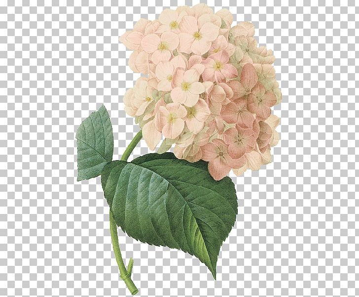 French Hydrangea Botanical Illustration Botany Art PNG, Clipart, Art, Botanical Illustration, Botany, Canvas, Cornales Free PNG Download