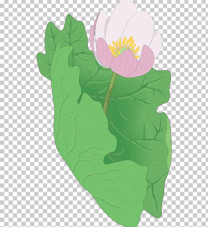 Petal Leaf Flowering Plant PNG, Clipart, Clip Art, Flower, Flowering Plant, Grass, Green Free PNG Download