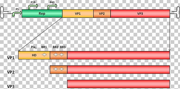 Adeno-associated Virus Major Capsid Protein VP1 Parvovirus Genome PNG, Clipart, Adenoassociated Virus, Adenoviridae, Alternative Splicing, Amino Acid, Angle Free PNG Download