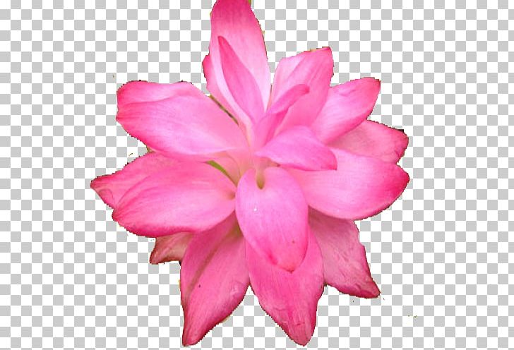 Flower Tulip PNG, Clipart, Cut Flowers, Encapsulated Postscript, Euclidean Vector, Floral, Flower Free PNG Download