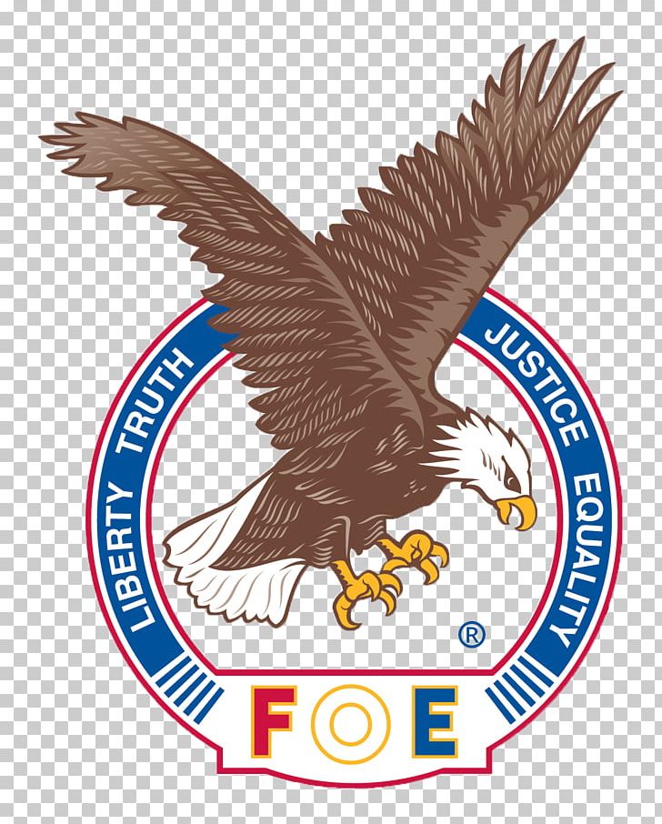 Fraternal Order Of Eagles Stillwater Detroit Lakes The Fraternal Order Of Eagle PNG, Clipart, Accipitriformes, Bald Eagle, Beak, Bird, Bird Of Prey Free PNG Download
