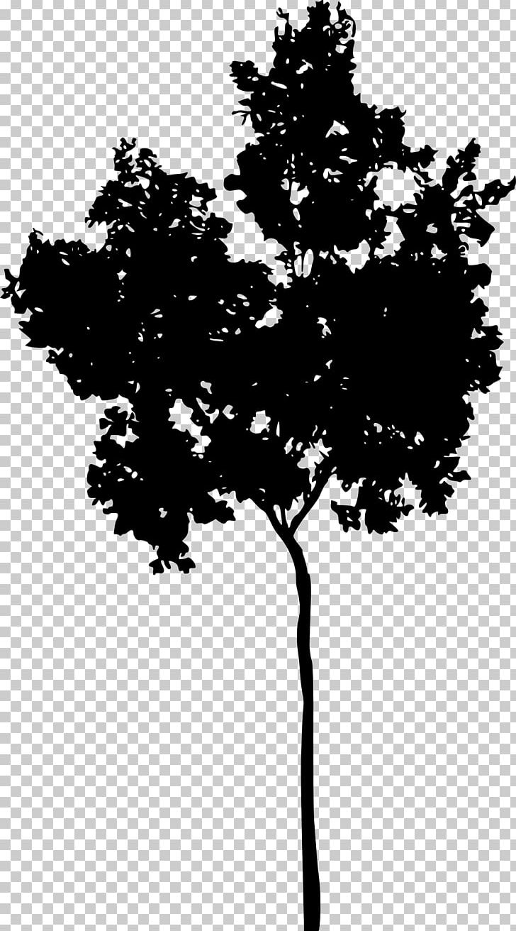 Tree Woody Plant Silhouette Monochrome Photography PNG, Clipart, Black, Black And White, Branch, Conifer, Conifers Free PNG Download