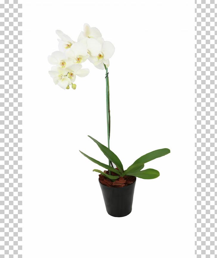 Indonesia Flowerpot Cattleya Orchids Pricing Strategies PNG, Clipart, Cattleya, Cattleya Orchids, Crop, Cut Flowers, Flower Free PNG Download