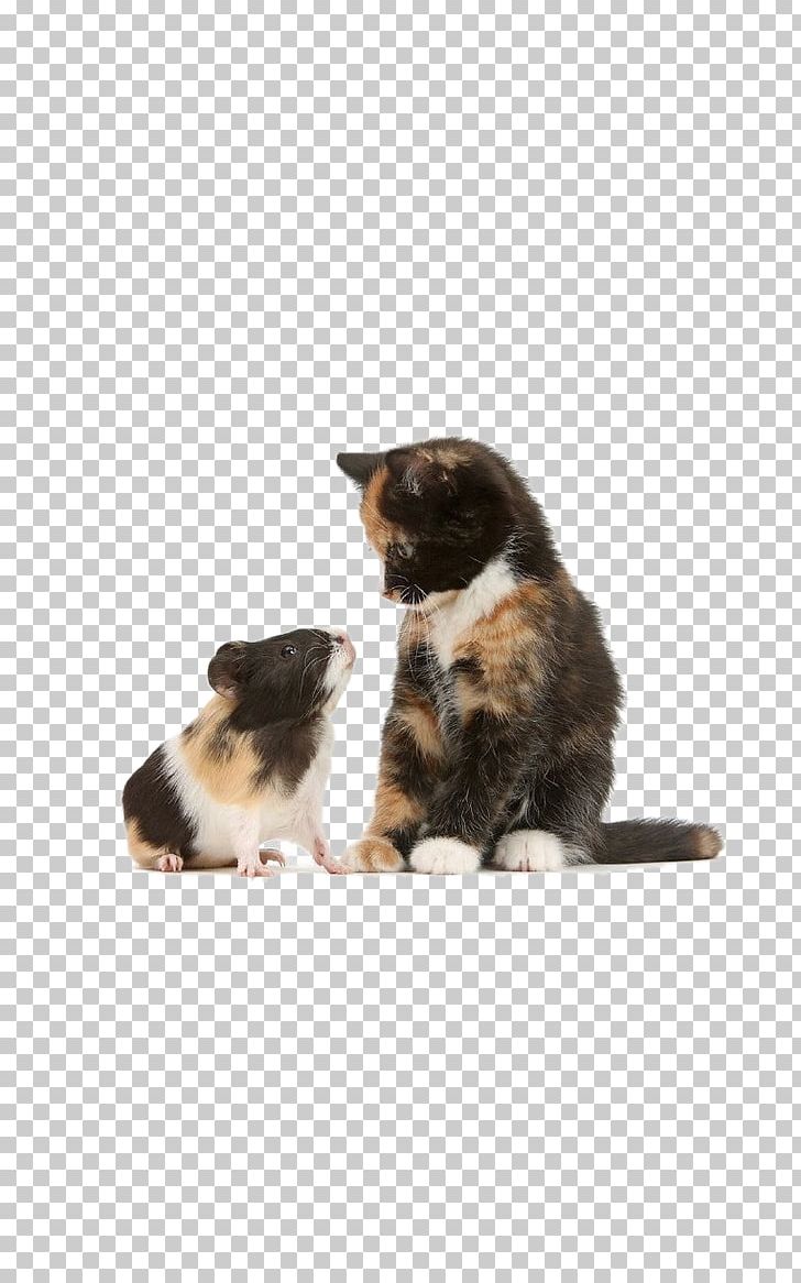 Kitten Cat Dog Guinea Pig Pet PNG, Clipart, Animal, Animals, Brother, Carnivoran, Cartoon Tom And Jeery Free PNG Download