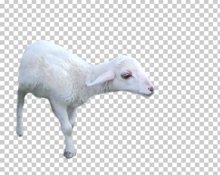 Sheep Goat Cattle PNG, Clipart, Animals, Art, Cattle, Cattle Like Mammal, Cow Goat Family Free PNG Download