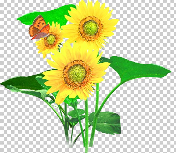 Common Sunflower Cut Flowers PNG, Clipart, Daisy Family, Euclidean Vector, Floral Design, Floristry, Flower Free PNG Download