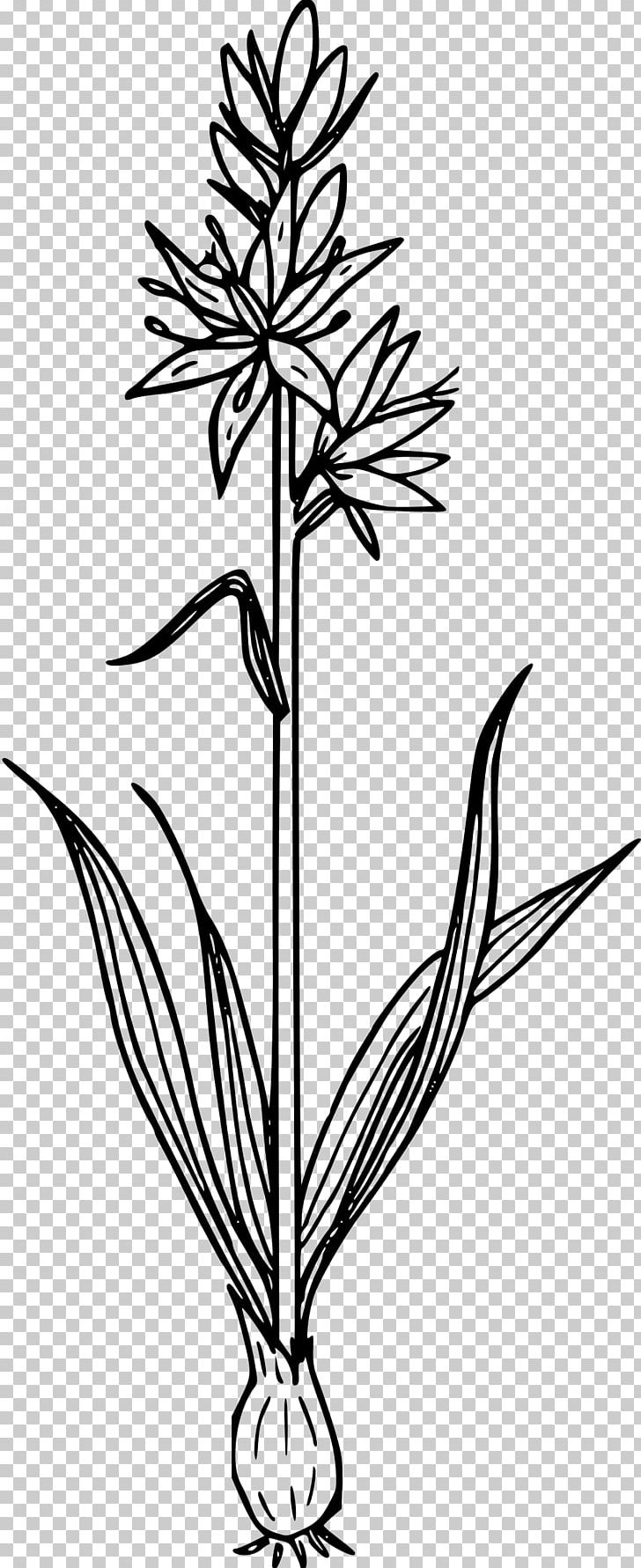 Line Art Plant PNG, Clipart, Black And White, Branch, Drawing, Flora, Flower Free PNG Download
