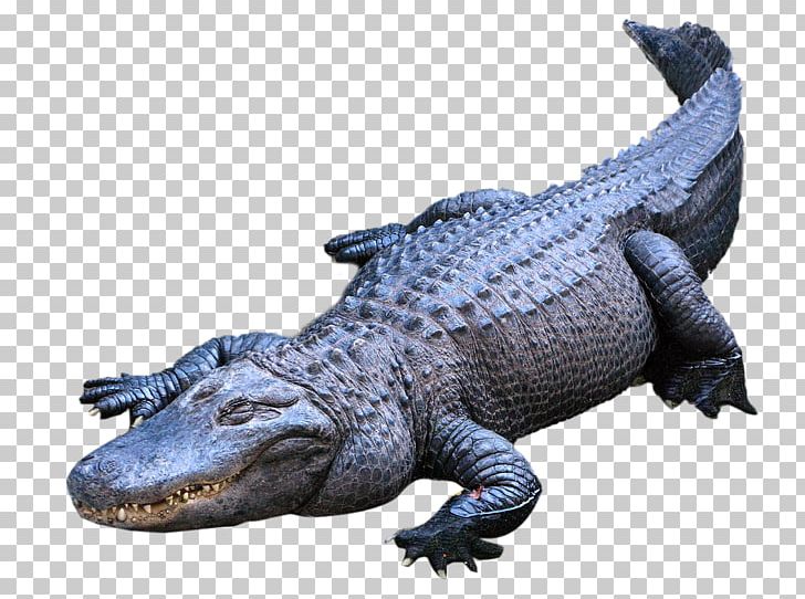 American Alligator Crocodiles Nile Crocodile PNG, Clipart, Alligator, American Alligator, Animal, Animal Figure, Animals Free PNG Download