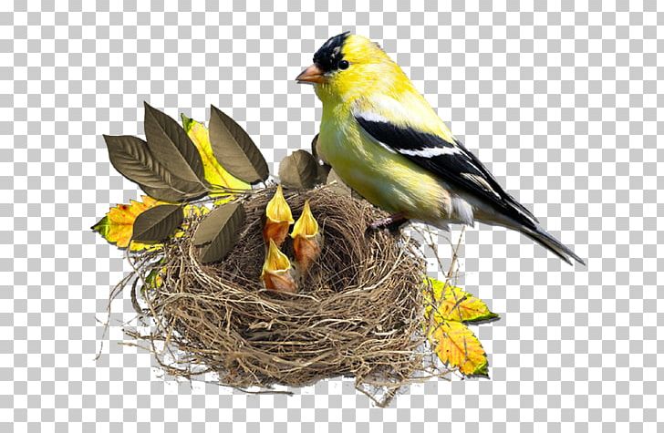 Bird Nest Finch Monotropa Hypopitys PNG, Clipart, Animals, Autumn Leaves, Beak, Bird, Bird Cage Free PNG Download