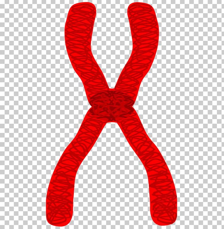 Chromosome Drawing Prophase Chromatid Cell PNG, Clipart, Cell, Cell Division, Chromatid, Chromatin, Chromosome Free PNG Download