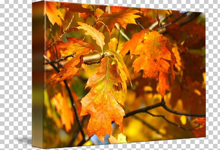 Maple Leaf Gallery Wrap Canvas Art Printmaking PNG, Clipart, Art, Autumn, Autumn Leaves, Autumn Price To, Branch Free PNG Download