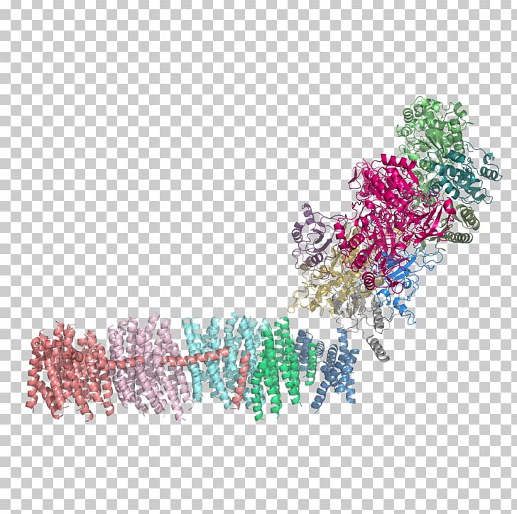 NADH:ubiquinone Oxidoreductase Nicotinamide Adenine Dinucleotide NADH Dehydrogenase NDUFV1 PNG, Clipart, 3 M, 9 S, Art, Body Jewelry, Coenzyme Q10 Free PNG Download