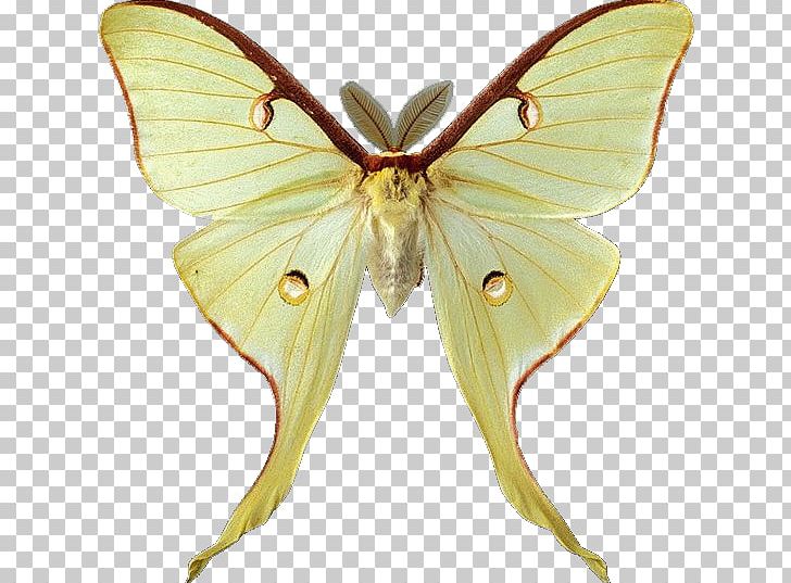 Butterfly Luna Moth PNG, Clipart, Arthropod, Brush Footed Butterfly, Desktop Wallpaper, Insects, Lycaenid Free PNG Download