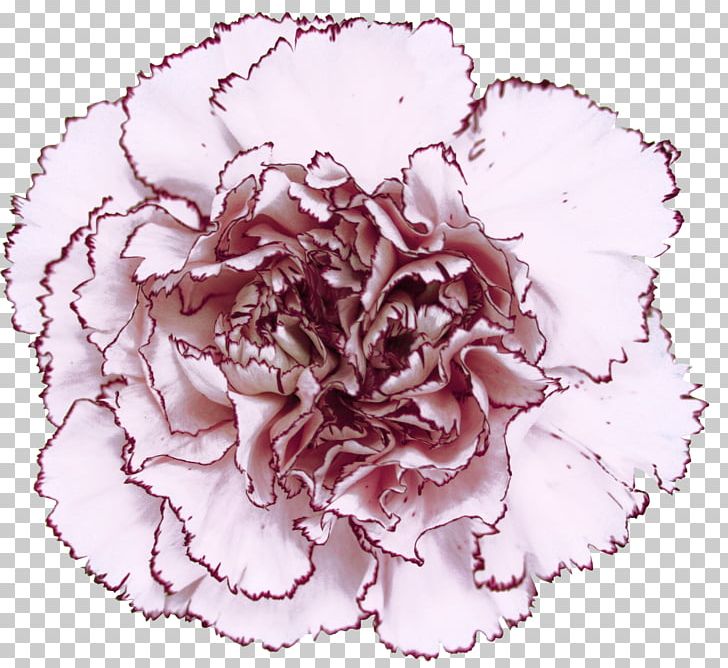 Carnation Centifolia Roses Birth Flower Mariposa PNG, Clipart, Birth, Birth Flower, Carnation, Centifolia Roses, Colibri Free PNG Download