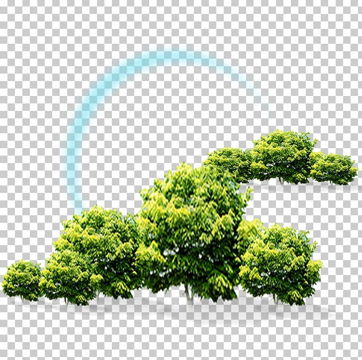 Forest Tree Spruce PNG, Clipart, Branch, Download, Evergreen, Forest, Forest Animals Free PNG Download