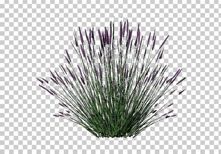 Lavender Shrub Plant .dwg PNG, Clipart, Bathroom, Bush, Computeraided Design, Computer Icons, Computer Software Free PNG Download