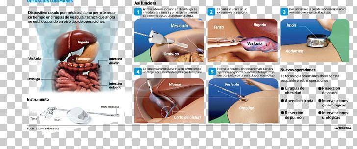 Nose Organism PNG, Clipart, Ceto, Ear, Jaw, Muscle, Nose Free PNG Download