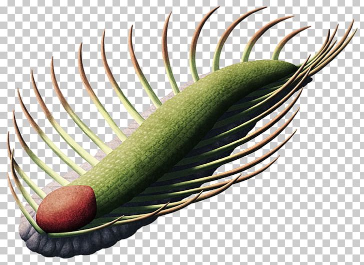 Prehistory Orthrozanclus Cambrian Borissiakia Dinosaur PNG, Clipart, Animal, Cambrian, China, Dinosaur, Extinction Free PNG Download